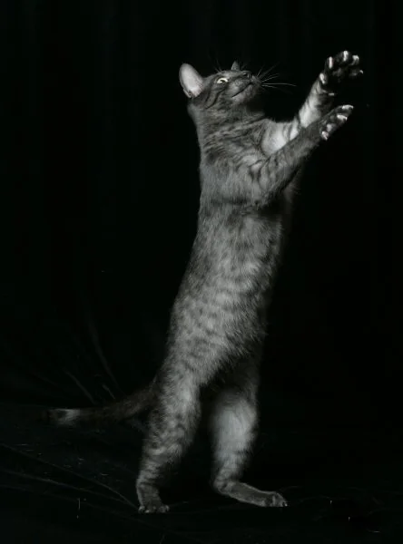 Egyptian Mau