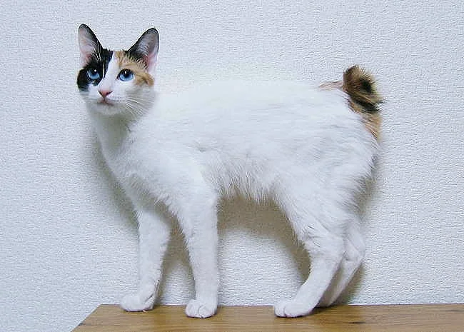 Yuzu