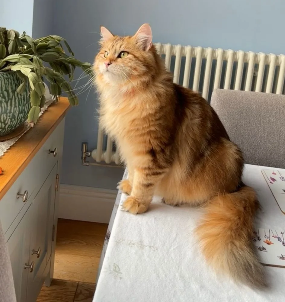 Fenster, Balkone und die neugierige Hauskatze