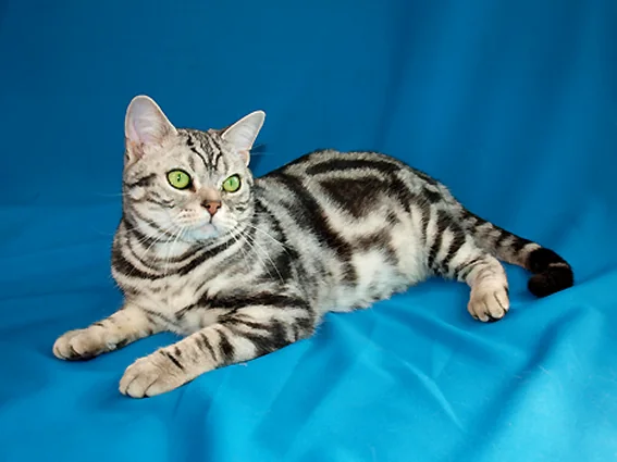 A practical guide to litter box placement