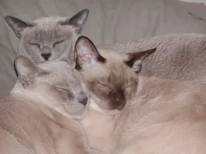 Tonkinese