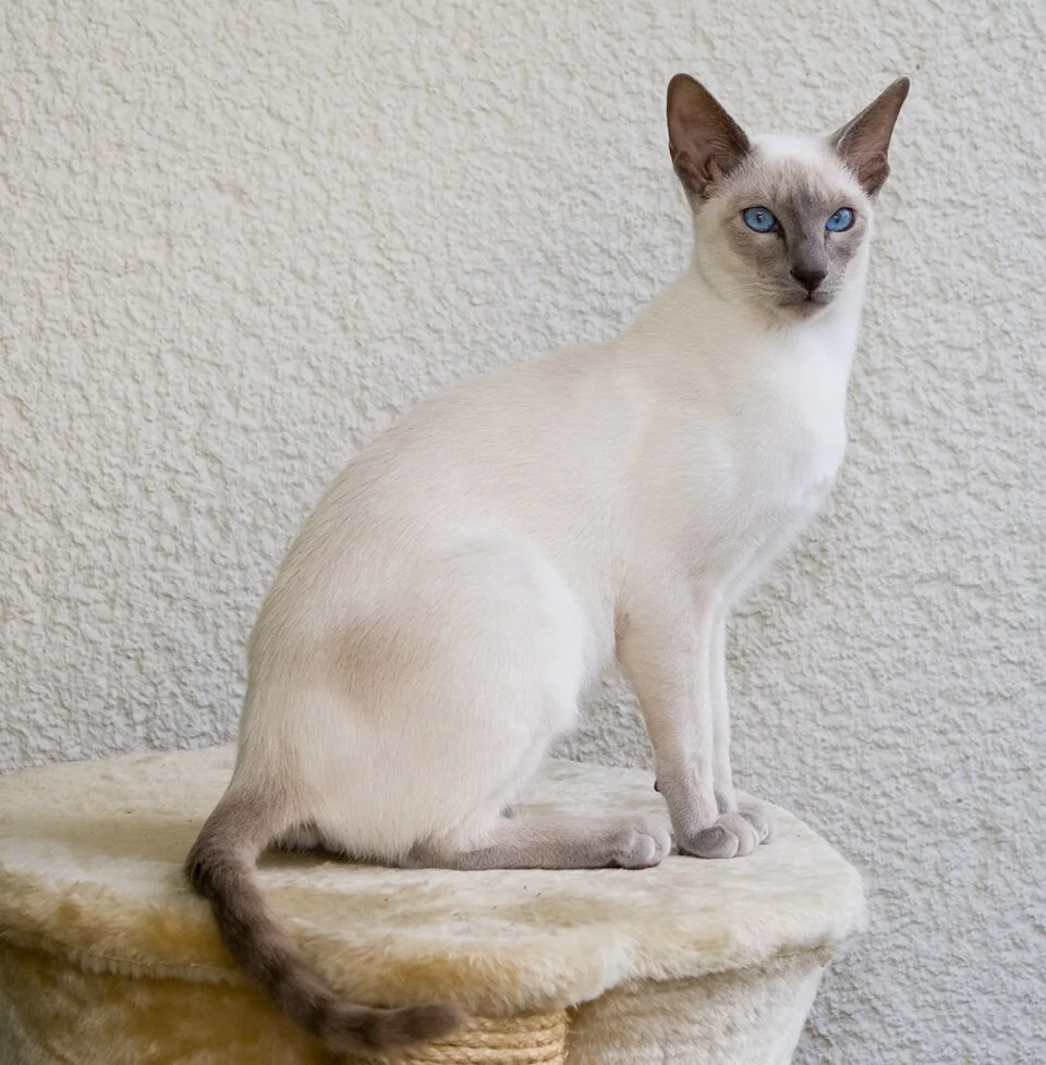 Domestic Cat