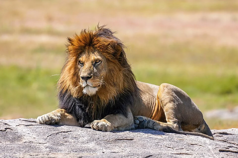 Löwe