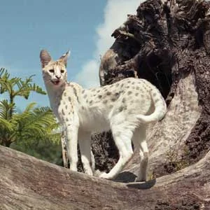 Serval