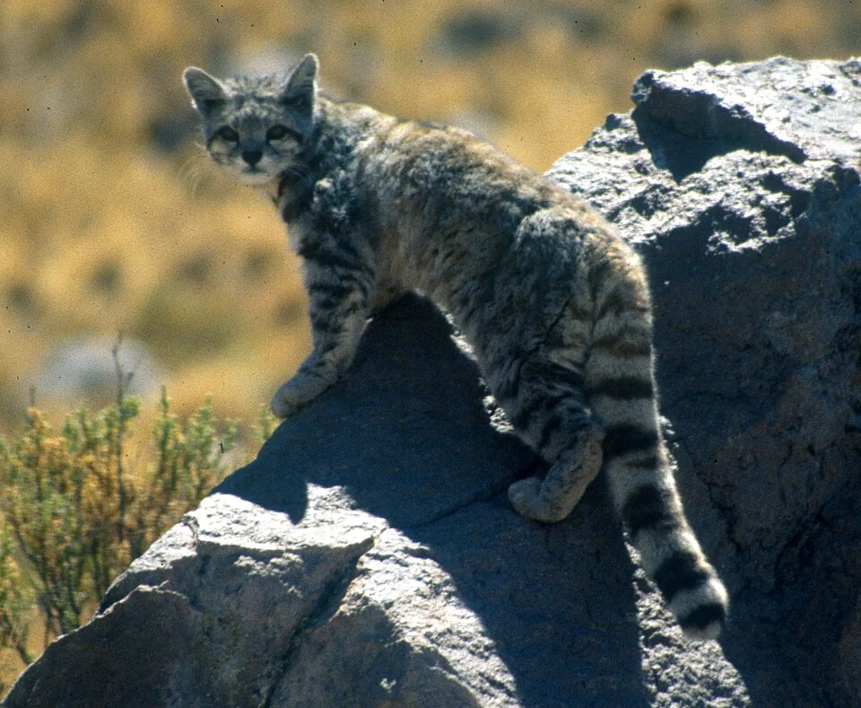 gatto andino di montagna