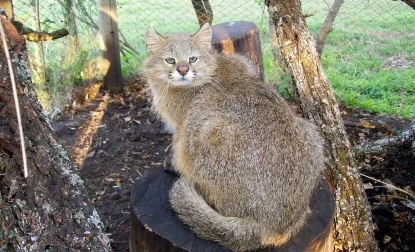 gatto delle pampas