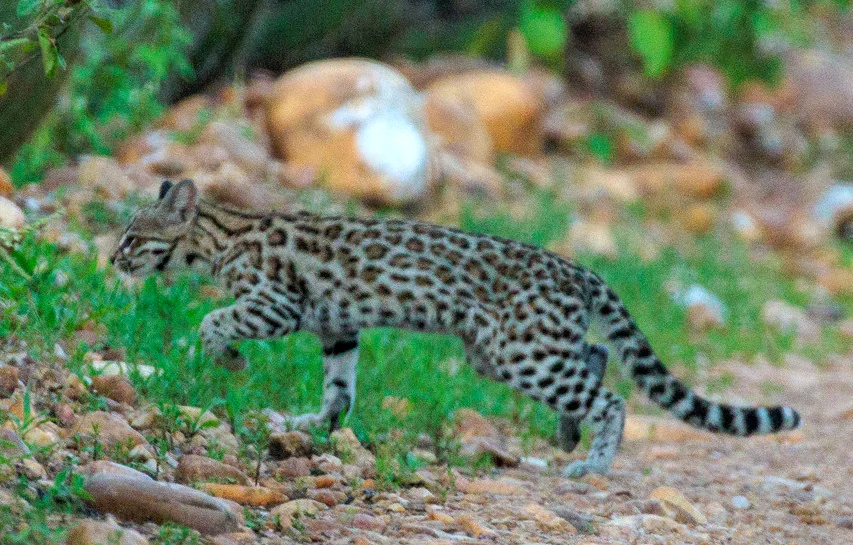 gatto tigre settentrionale