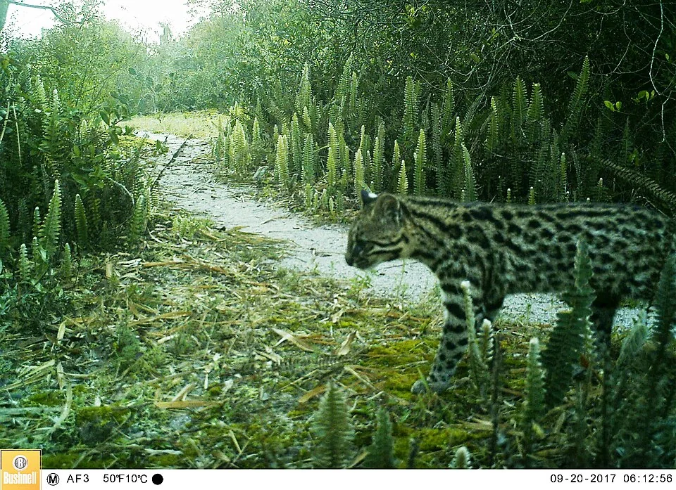 gatto tigre meridionale