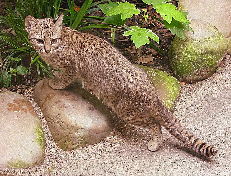 Il gatto di Geoffroy