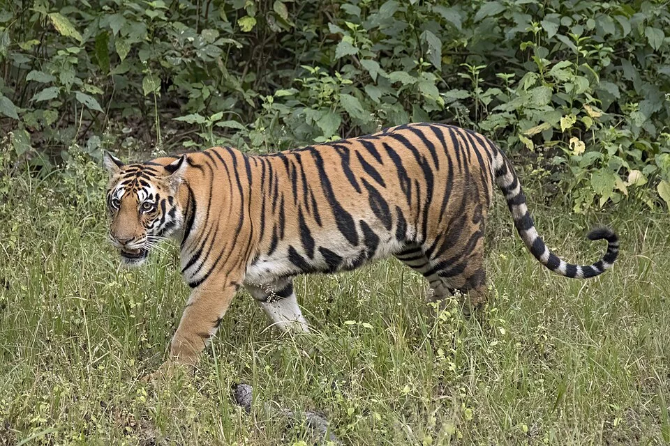 Tiger