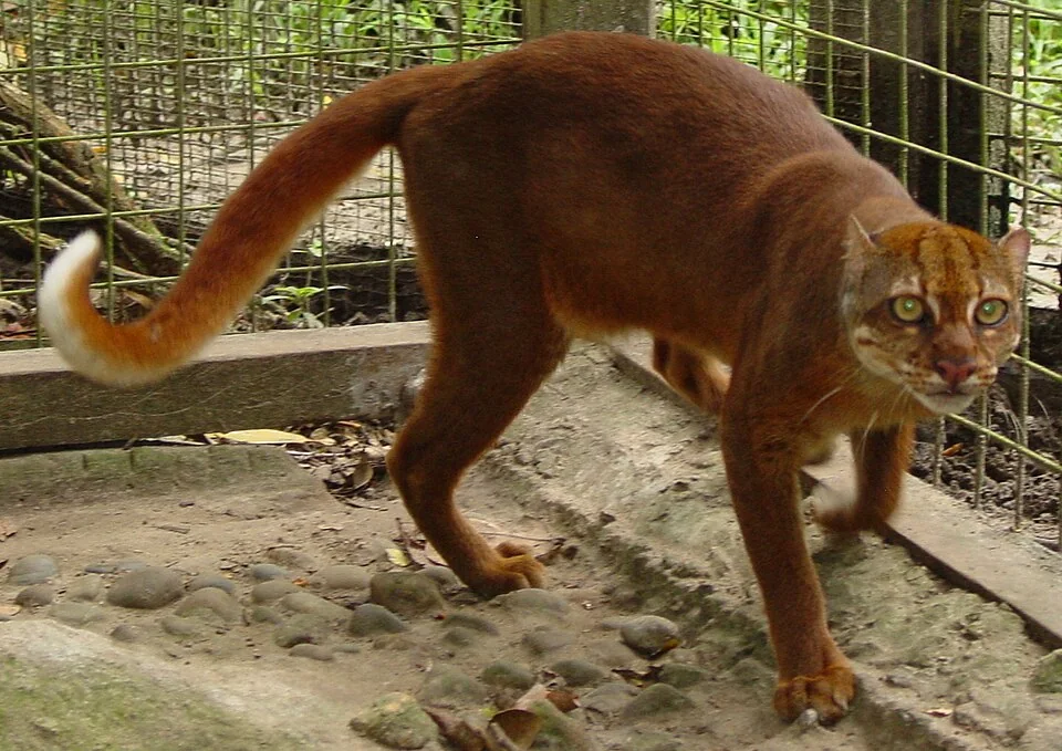 gatto della baia