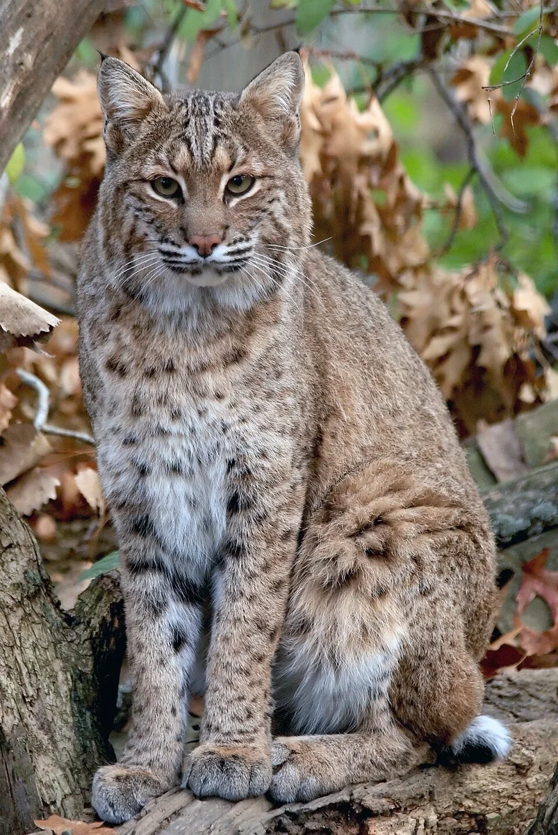 Lince rossa