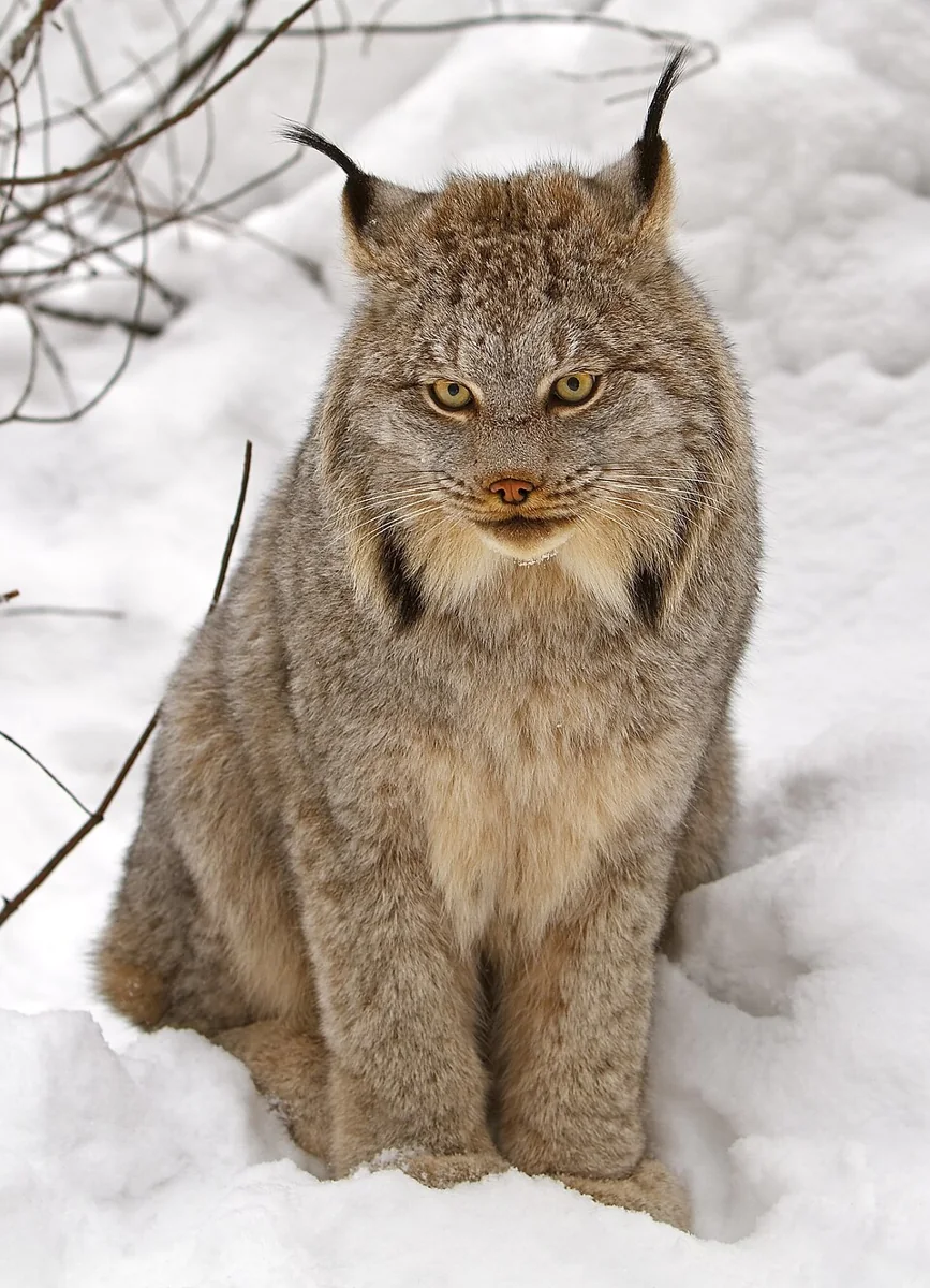 lince canadese