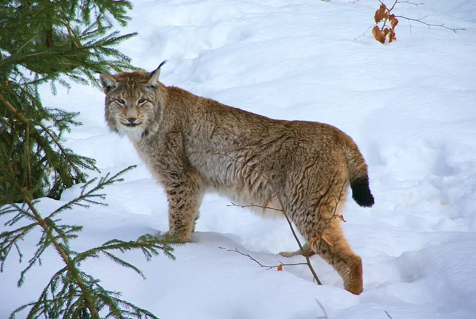 Lince eurasiatica