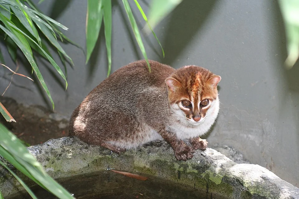 Chat à tête plate