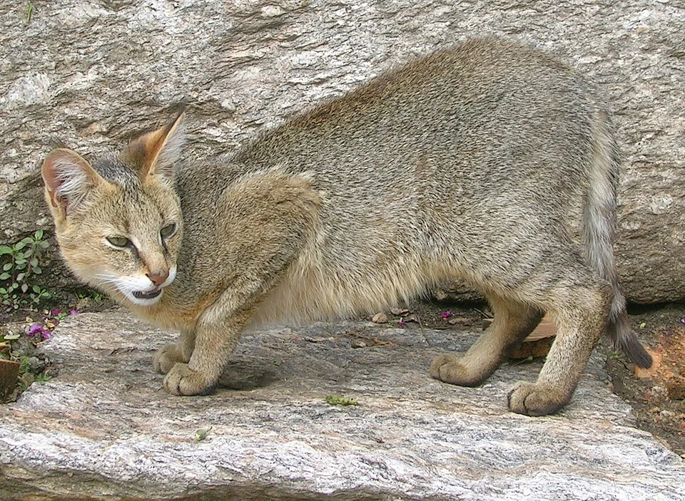 Chat de la jungle