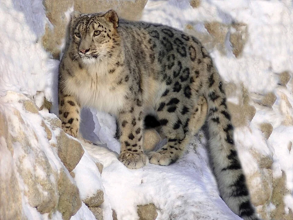 Schneeleopard